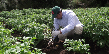 Specialists evaluate potato varieties in the Araucanía Costera territory