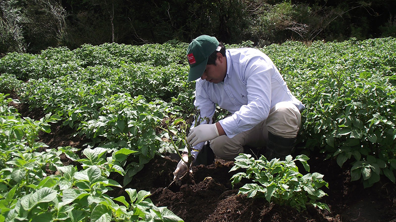 Specialists evaluate potato varieties in the Araucanía Costera territory 30 Specialists evaluate potato varieties in the Araucanía Costera territory