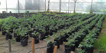 Potatoes are able to resist drought more with calcium supplement