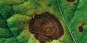 Bayer: damage of Alternaria in potatoes