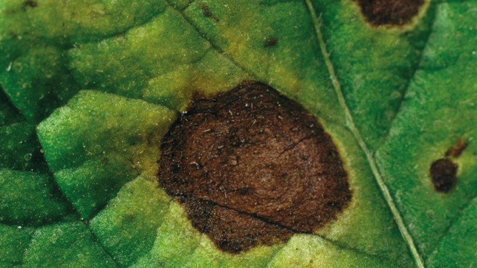 Bayer: damage of Alternaria in potatoes