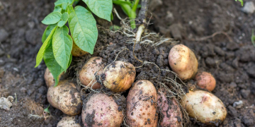 Soil reaction and potato skin diseases