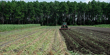 Potato crop rotation: 1:3 or 1:4 or more