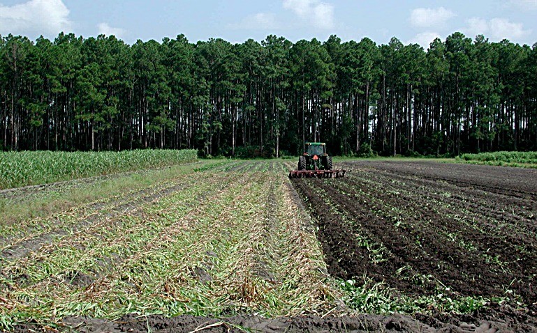 Potato crop rotation: 1:3 or 1:4 or more