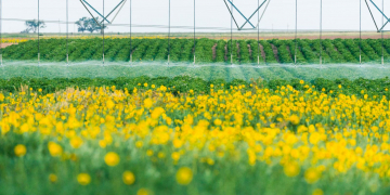 Extreme heat & wind- Barretts’ potato – cover crop