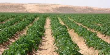Sudan: 2 new projects promote domestic potato production