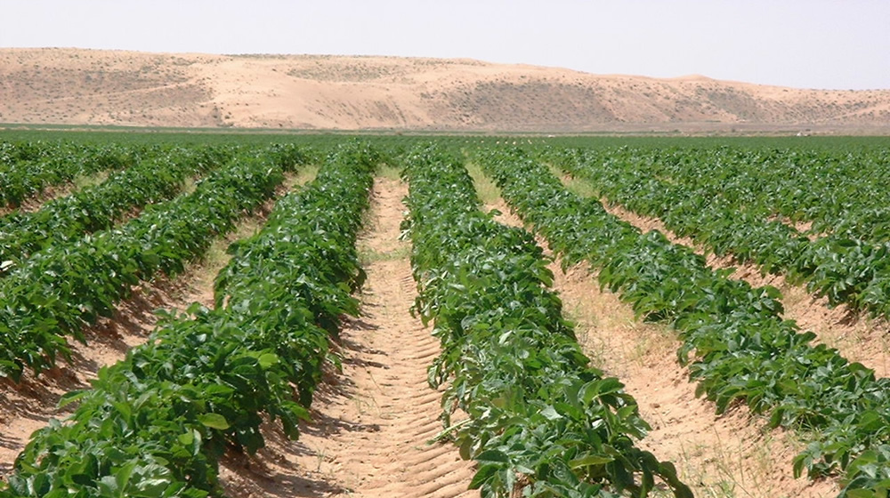 Sudan: 2 new projects promote domestic potato production