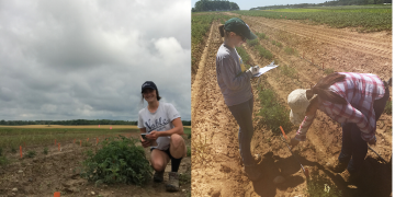New tools, approaches may yield colorado potato beetle – resistant varieties