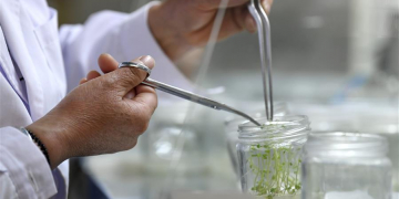 China’s scientists ‘reinvent’ potatoes to solve global food crisis