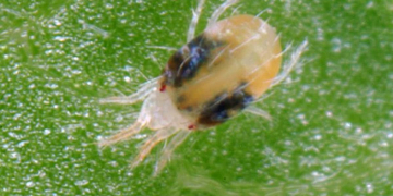 Control agent for spider mites in potato crops (bio alternatives)