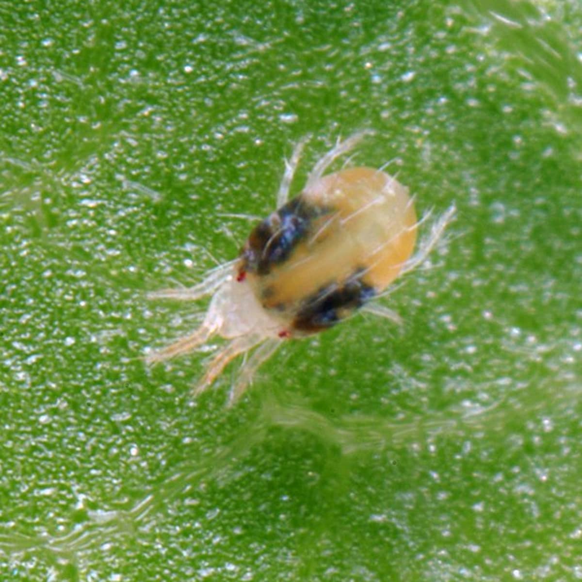 Control agent for spider mites in potato crops (bio alternatives)