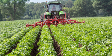 Mechanical weed control in potatoes possible, but takes a lot of time