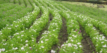 Peruvian potatoes: US, EU & Bolivia are the main destinations