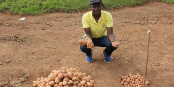 Uganda”s  farmers & GM potato seeds
