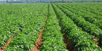 Canada’s potato crop on the upswing post pandemic