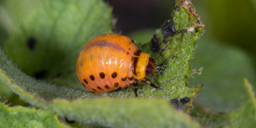 Fighting the Colorado potato beetle –  problem of the resistance