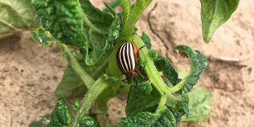 Colorado potato beetle is emerging earlier and in greater numbers