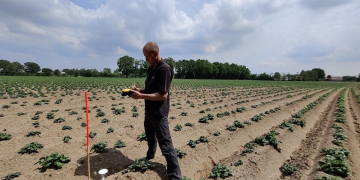 CurieuzeNeuzen places 500 sensors in potato fields