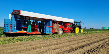 Island of  Tholen – harvesting first potato