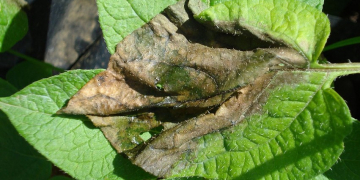 Researchers say Irish potato famine pathogen stoked outbreaks on six continents