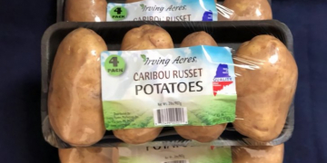 A new Maine Potato Variety, the Caribou Russet, sees an increasing popularity