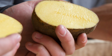 Engie Refrigeration presents its ‘Mechanical Ventilation Only’ Potato Storage system at Interpom | Primeurs