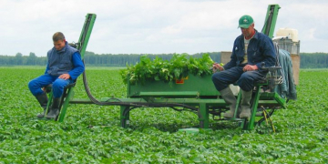 Breeders Trust detective work catches seed potato company mixing in table potatoes