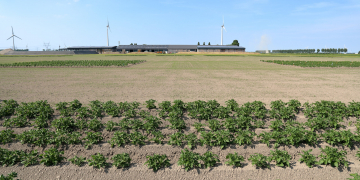 International ticket sales launched for #PotatoEurope 2021