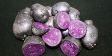 Gene find unlocks potato coloring