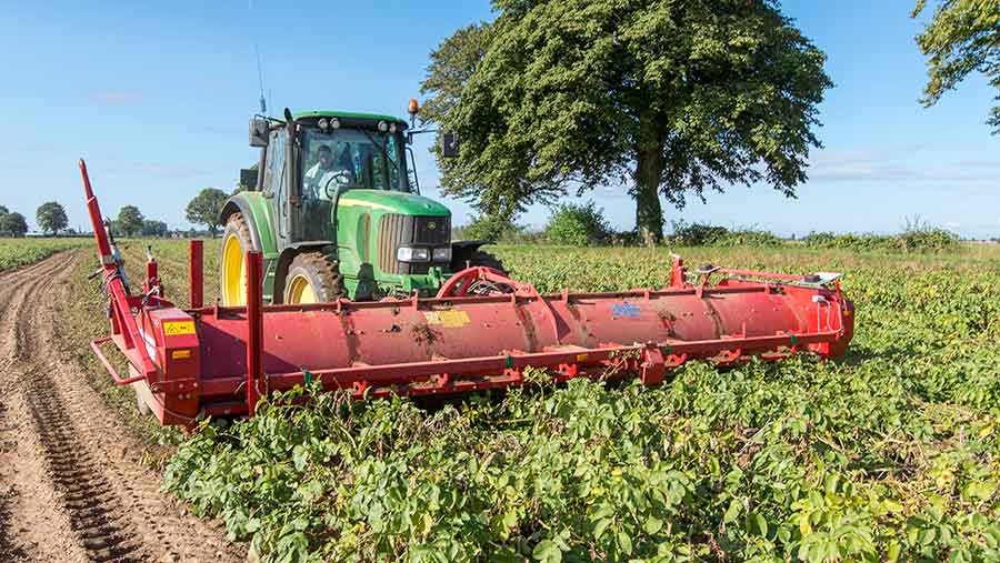 Haulm killing affects stem numbers in progeny seed potatoes
