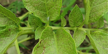 IIT Mandi – automated disease detection in potato crops