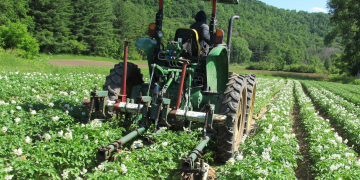 Timing is key for weed control between potato planting, row closure