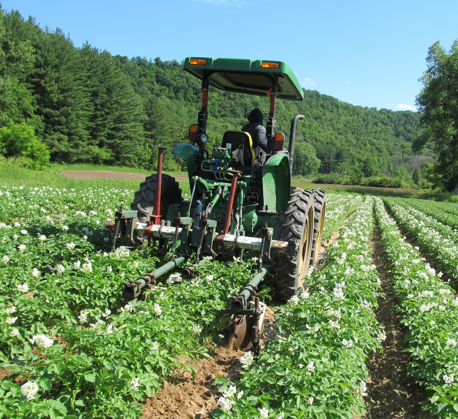 Timing is key for weed control between potato planting, row closure