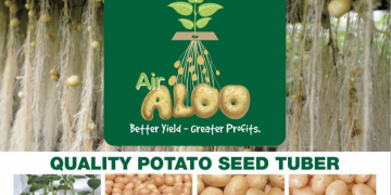 Quality potatoes of India