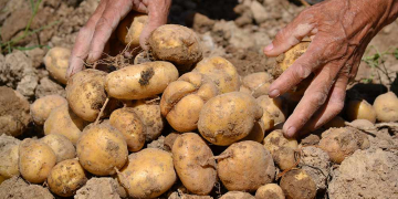 Identify 5 types of Creole potato that could tolerate drought