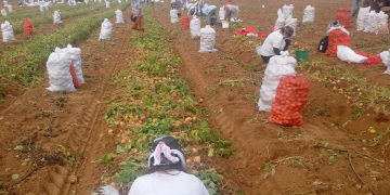 Early potato prices collapse in Russia