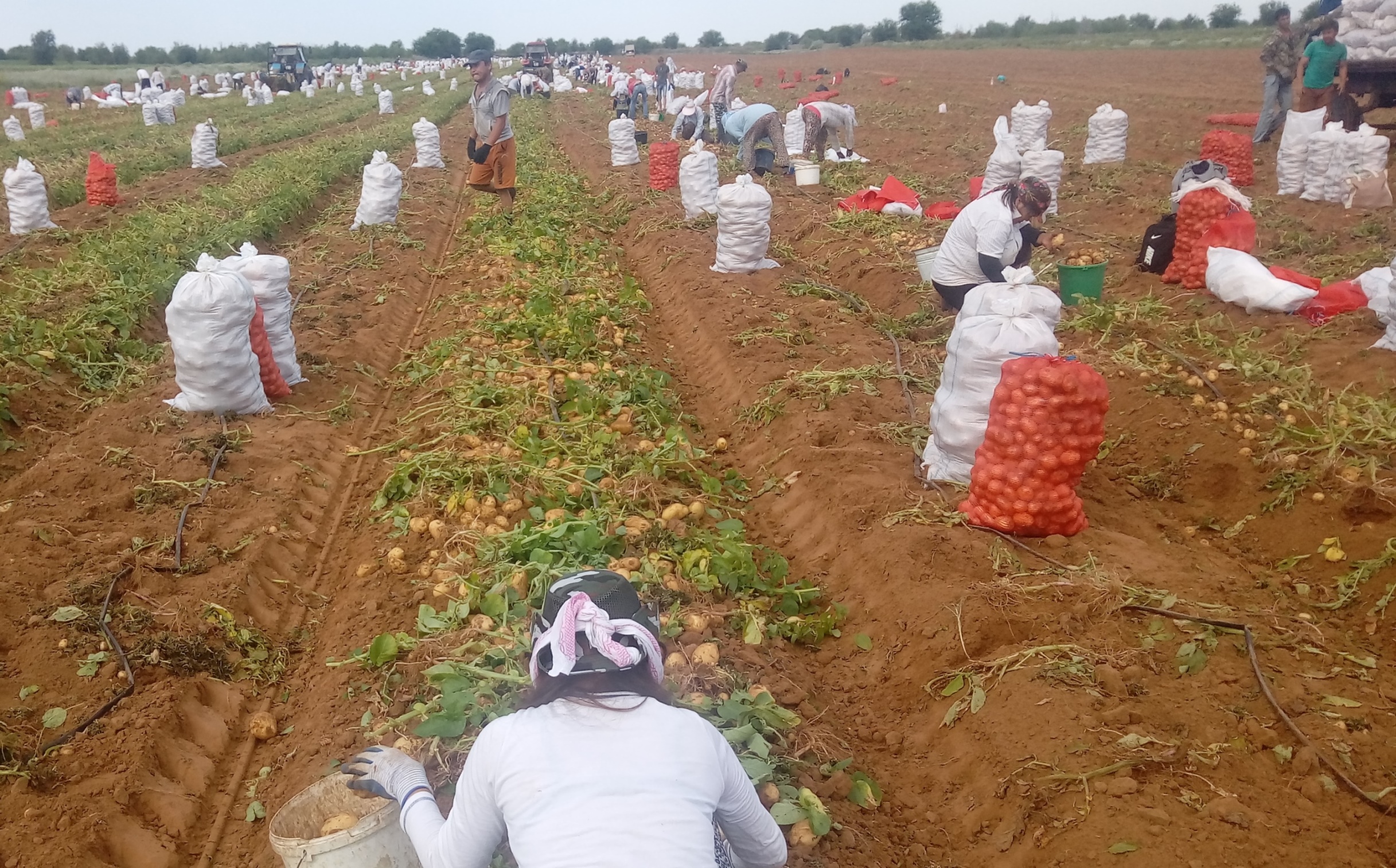 Crollano i prezzi delle patate precoci in Russia