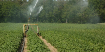 To maintain potato yields – irrigation now in use