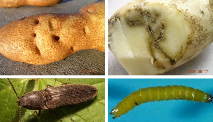 Wireworm damage growing problem in potatoes this year