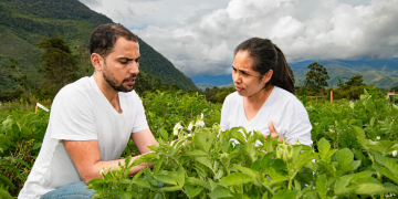 Food system sustainability relies on potato’s “wild relatives”