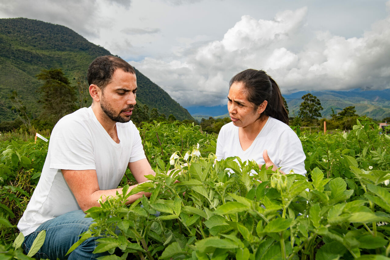 खाद्य प्रणाली की स्थिरता आलू के "जंगली रिश्तेदारों" पर निर्भर करती है