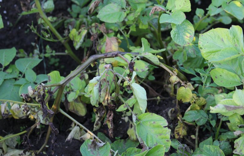 Robust potatoes; a disappointment now but hope for the future 26 Robust potatoes; a disappointment now but hope for the future