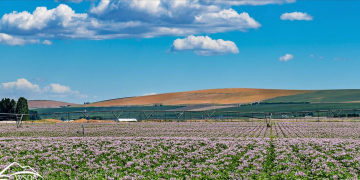 Snow pack has Idaho, Washington potato growers with enough irrigation water, for now