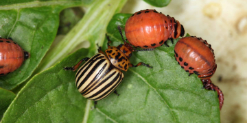 Colorado potato beetle – symbol resistant insect