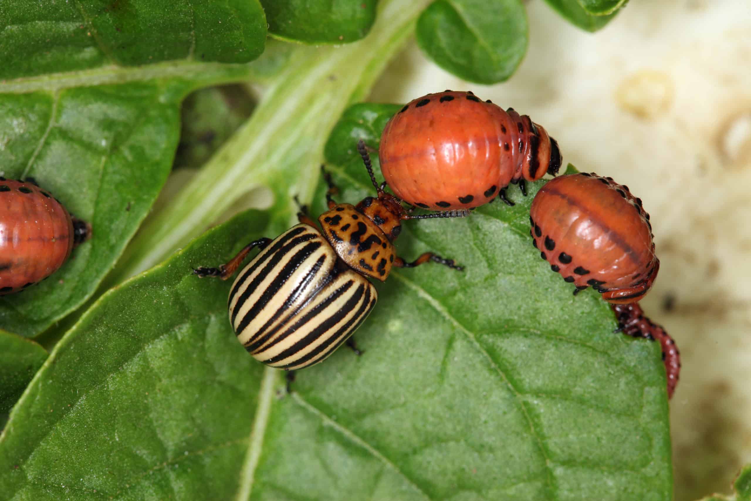 Colorado potato beetle – symbol resistant insect