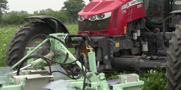 Using the Colorado potato beetle’s natural behavior is the best way to get it small