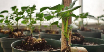 ‘In time of test, family is best’: How food system sustainability relies on the potato’s ‘wild relatives’