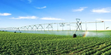 Canada: Potato Crops Look Good, Despite Unwanted Heat