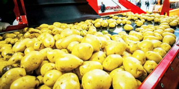Irak: Kurdistan PM Announces New Potato Processing Plant in Duhok