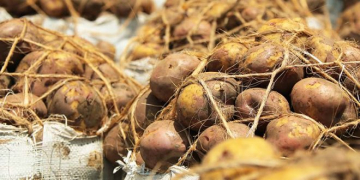 Kenya’s Authorities to Crackdown on Unregistered Potato Dealers